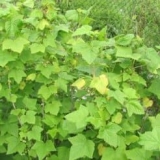 Šta učiniti ako je počelo žutilo listova ribizle